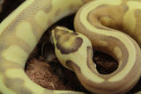 Piton Bola Enchi Lesser Leopard Vainilla Asphalt/YB Macho ID R4-05