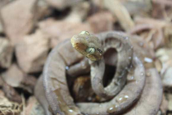 Boa Amazonica ID R4-12