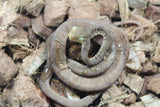 Boa Amazonica ID R4-12