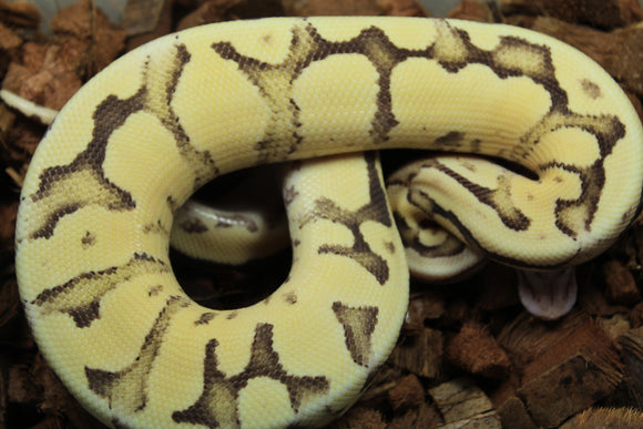 Piton Bola Vanilla Scream Macho ID R5-05