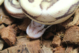 Piton Bola Vanilla Scream Macho ID R5-05