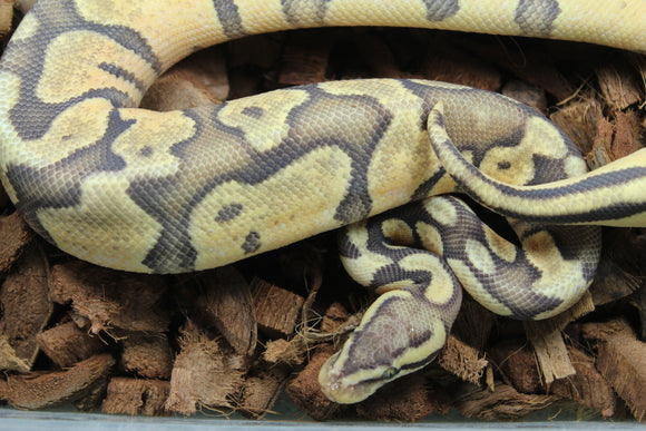 Piton Bola Hypo Pastel Enchi Macho ID R5-14