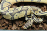 Piton Bola Hypo Pastel Enchi Macho ID R5-14