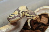 Piton Bola Hypo Pastel Enchi Macho ID R5-14