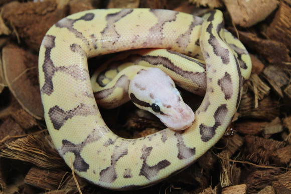 Piton Bola Vainilla Scream Macho ID R8-09