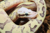 Piton Bola Vainilla Scream Macho ID R8-09