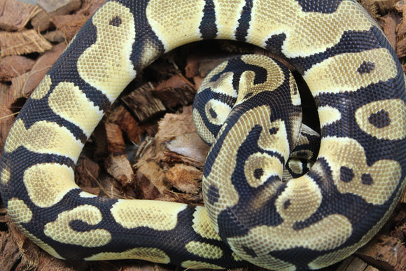 Piton Bola Pastel Macho ID R8-12