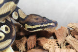 Piton Bola Pastel Macho ID R8-12