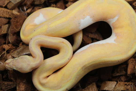 Piton Bola Banana Enchi Pied Macho ID R8-14