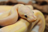Piton Bola Banana Enchi Pied Macho ID R8-14