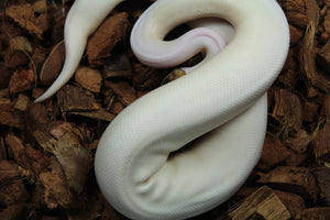Piton Bola Russo Pied Macho ID R8-15