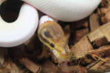 Piton Bola Russo Pied Macho ID R8-15