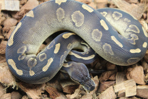 Piton Bola Blackhead Leopard? Cinnamon? NPI Hembra ID R8-16
