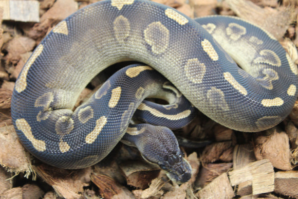 Piton Bola Blackhead Leopard? Cinnamon? NPI Hembra ID R8-16