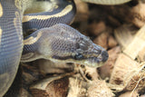 Piton Bola Blackhead Leopard? Cinnamon? NPI Hembra ID R8-16