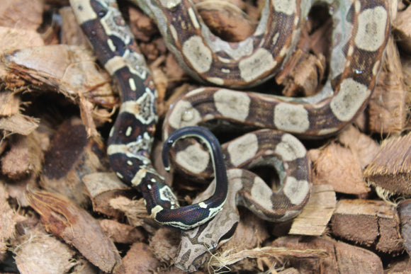 Boa Colombiana Aztec Het VPI Hembra ID R9-07