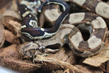 Boa Colombiana Aztec Het VPI Hembra ID R9-07