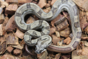 Boa Colombiana Hypo Motley Het Khal Macho ID R10-05