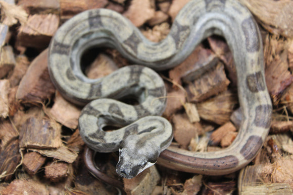 Boa Colombiana Hypo Motley Het Khal Macho ID R10-05
