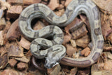 Boa Colombiana Hypo Motley Het Khal Macho ID R10-05