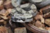 Boa Colombiana Hypo Motley Het Khal Macho ID R10-05