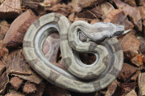 Boa Colombiana Hypo Motley Jungle Het Khal Macho ID R10-08