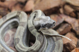 Boa Colombiana Hypo Motley Jungle Het Khal Macho ID R10-08