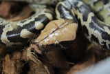 Piton Cola Corta / Sangre Orange Head Hembra ID R5-08