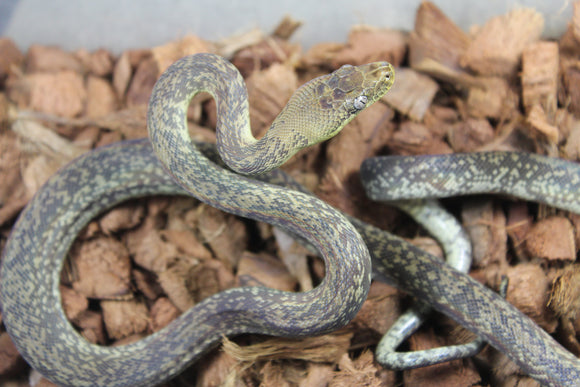Piton de Macklot Hembra ID R5-18