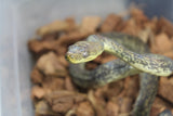 Piton de Macklot Hembra ID R5-18