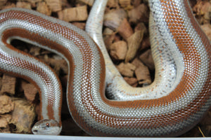 Boa Rosy Hembra Adulta
