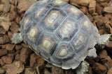 Tortuga Sulcata 10cm Plastron
