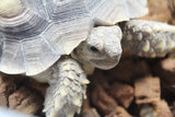 Tortuga Sulcata 10cm Plastron