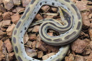 Piton Burmes Green Het Albino Macho ID R14-02