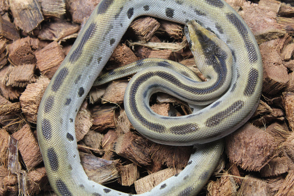 Piton Burmes Green Het Albino Macho ID R14-02