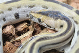Piton Burmes Green Het Albino Macho ID R14-02