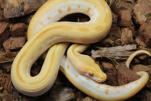 Piton Burmes Green Albino Hembra ID R14-08