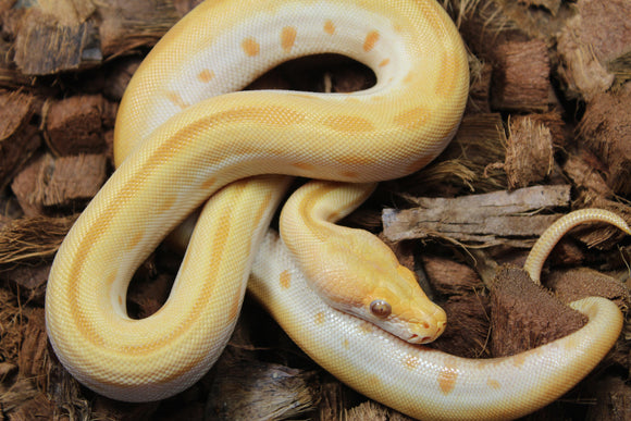 Piton Burmes Green Albino Hembra ID R14-08