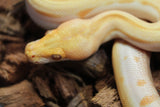 Piton Burmes Green Albino Hembra ID R14-08