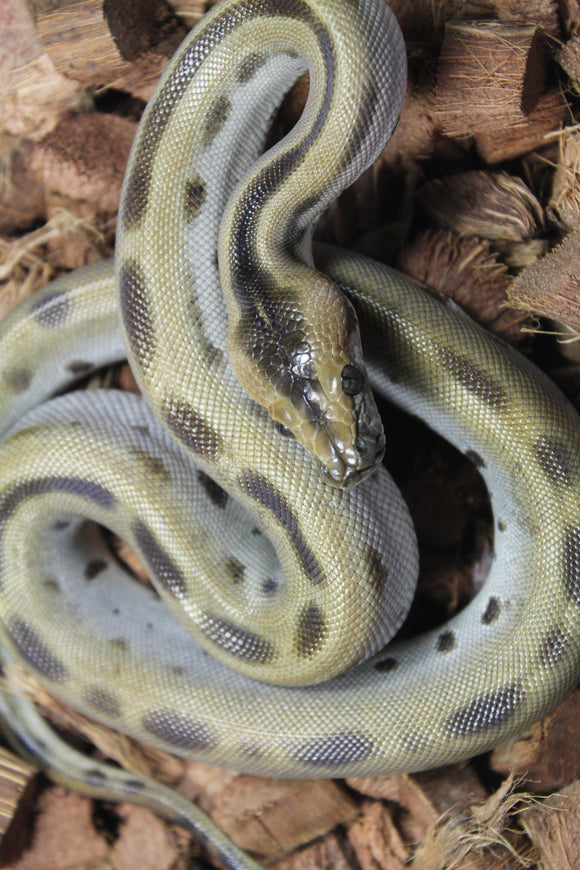 Piton Burmes Green Het Albino Macho ID R14-09