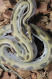 Piton Burmes Green Het Albino Macho ID R14-09