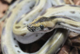 Piton Burmes Green Het Albino Macho ID R14-09