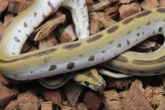 Piton Burmes Green Het Albino MAcho ID R14-13