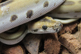 Piton Burmes Green Het Albino MAcho ID R14-13