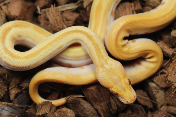 Piton Burmes Green Albino Macho ID R14-16