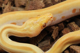 Piton Burmes Green Albino Macho ID R14-16