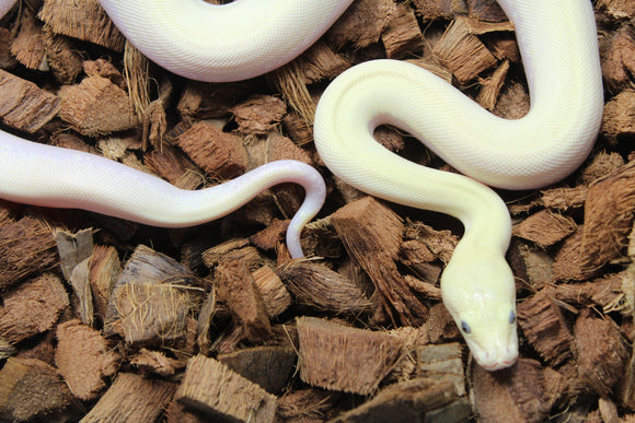 Piton Burmes Ivory Het Laberinto Macho ID R14-17