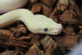 Piton Burmes Ivory Het Laberinto Macho ID R14-17