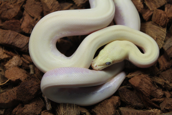 Piton Burmes Ivory Het Laberinto Hembra ID R15-05