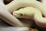 Piton Burmes Ivory Het Laberinto Hembra ID R15-05